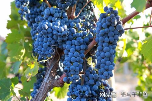 南宫NG28为什么你酿不出正宗的葡萄酒原来从源头葡萄上就错了！(图3)